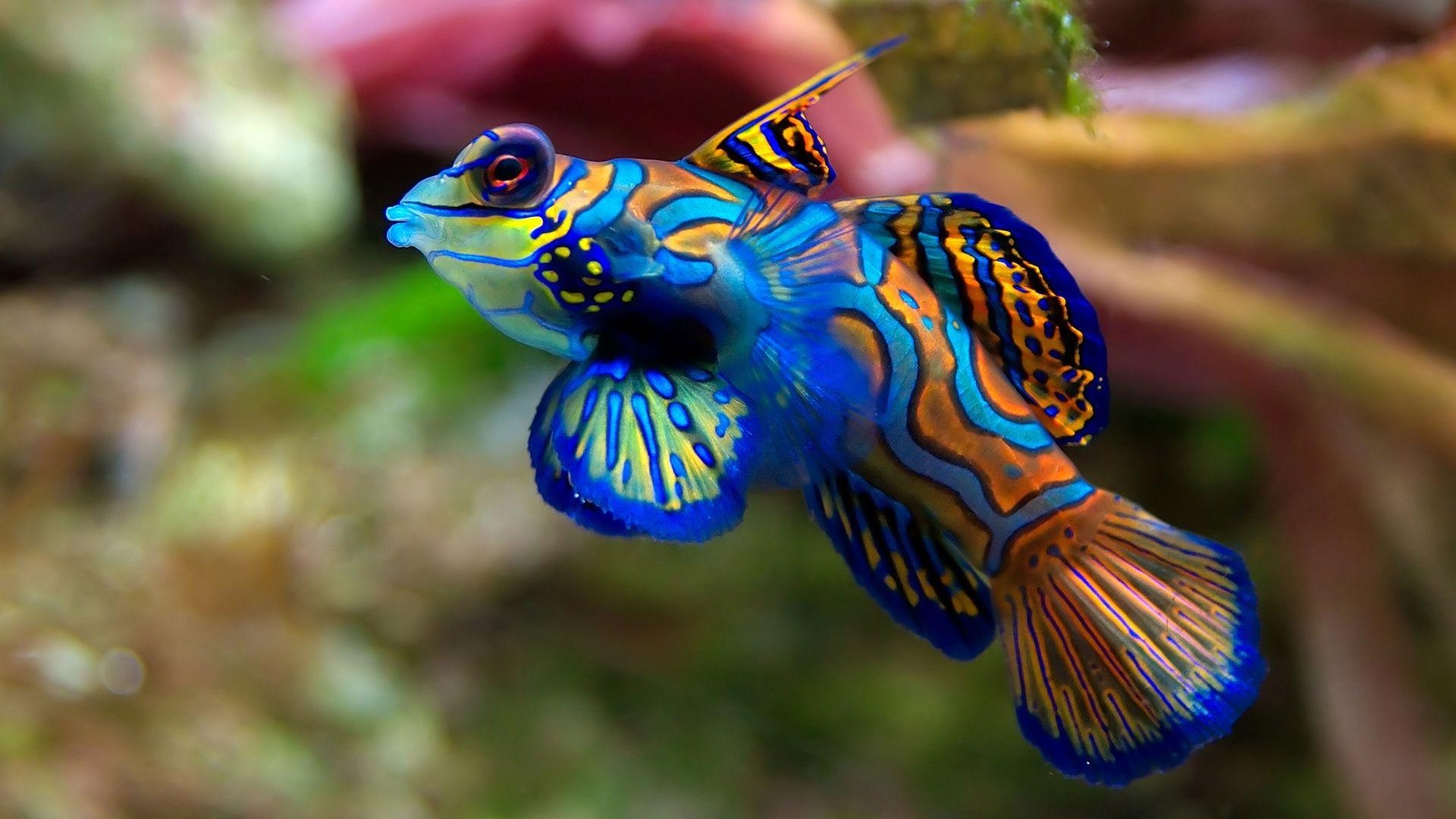 1920x1080 Fish Animal Picture Wallpaper (33 Wallpaper), Desktop