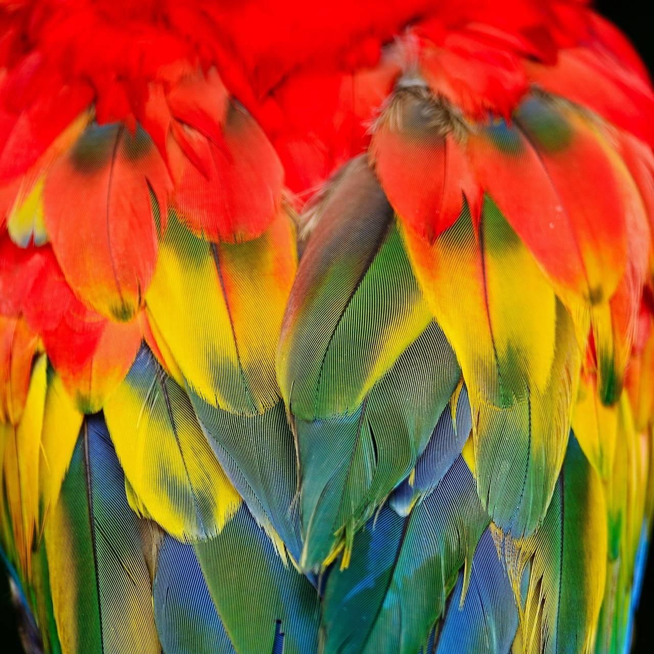 1280x1280 Scarlet Macaw Wallpaper, Phone