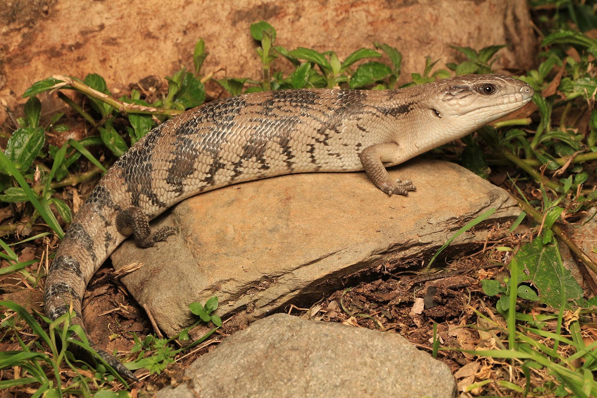 1920x1280 blue tongue skink wallpaper for desktop. blue, Desktop