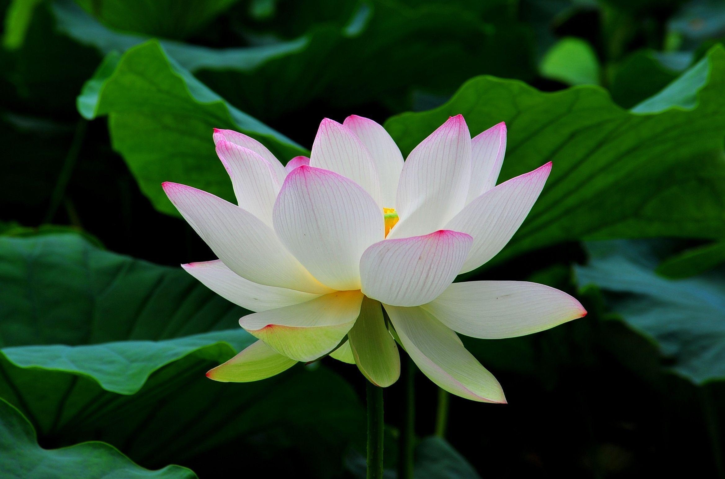 2340x1550 Beautiful White Lotus Flower HD Wallpaper, Desktop