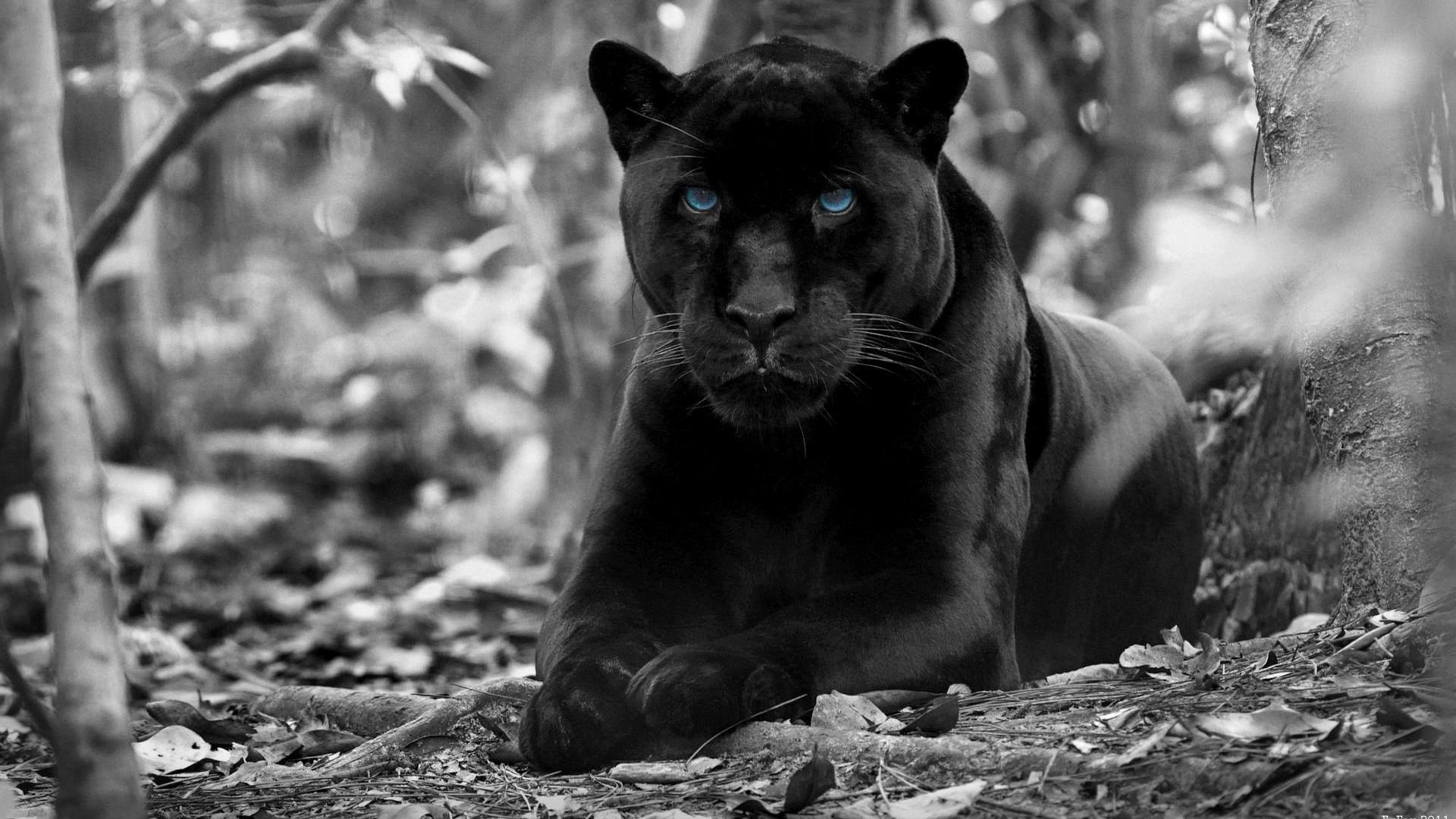 1920x1080 Black Panther With Blue Eyes Photography Wallpaper, Desktop