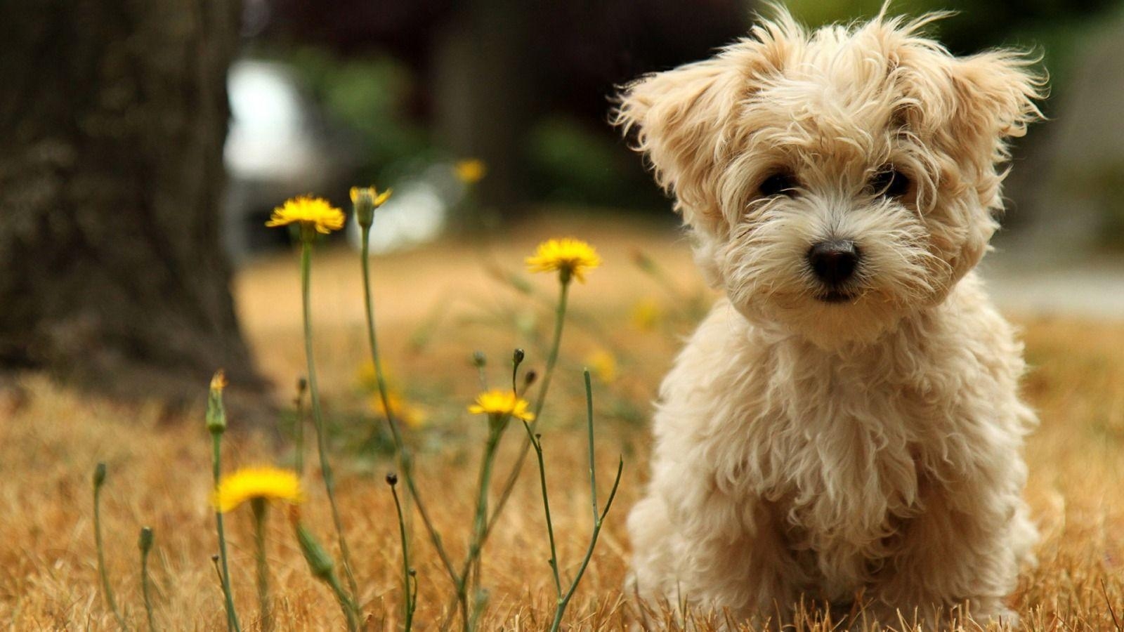 1600x900 Cutest puppy ever! Perfect for any dog board. Cute puppies, Desktop