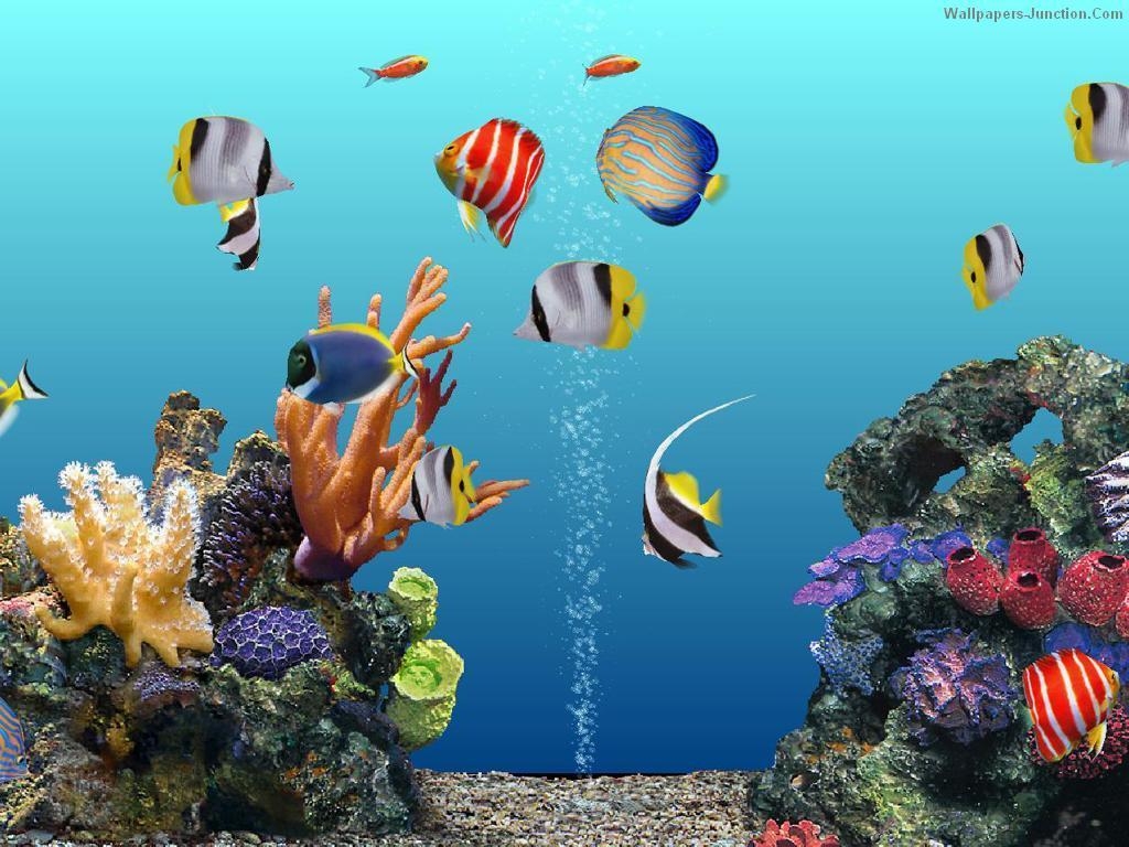 1030x770 Download Free Aquarium Wallpaper (53), Desktop