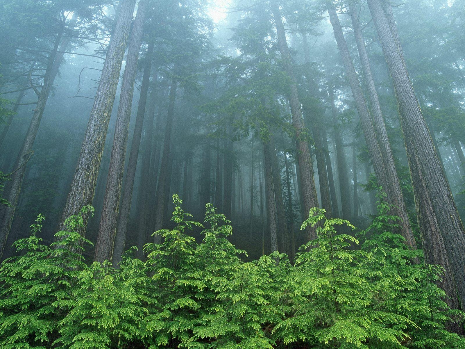 1600x1200 olimpic national park. Travel Trip: Olympic National Park, Desktop