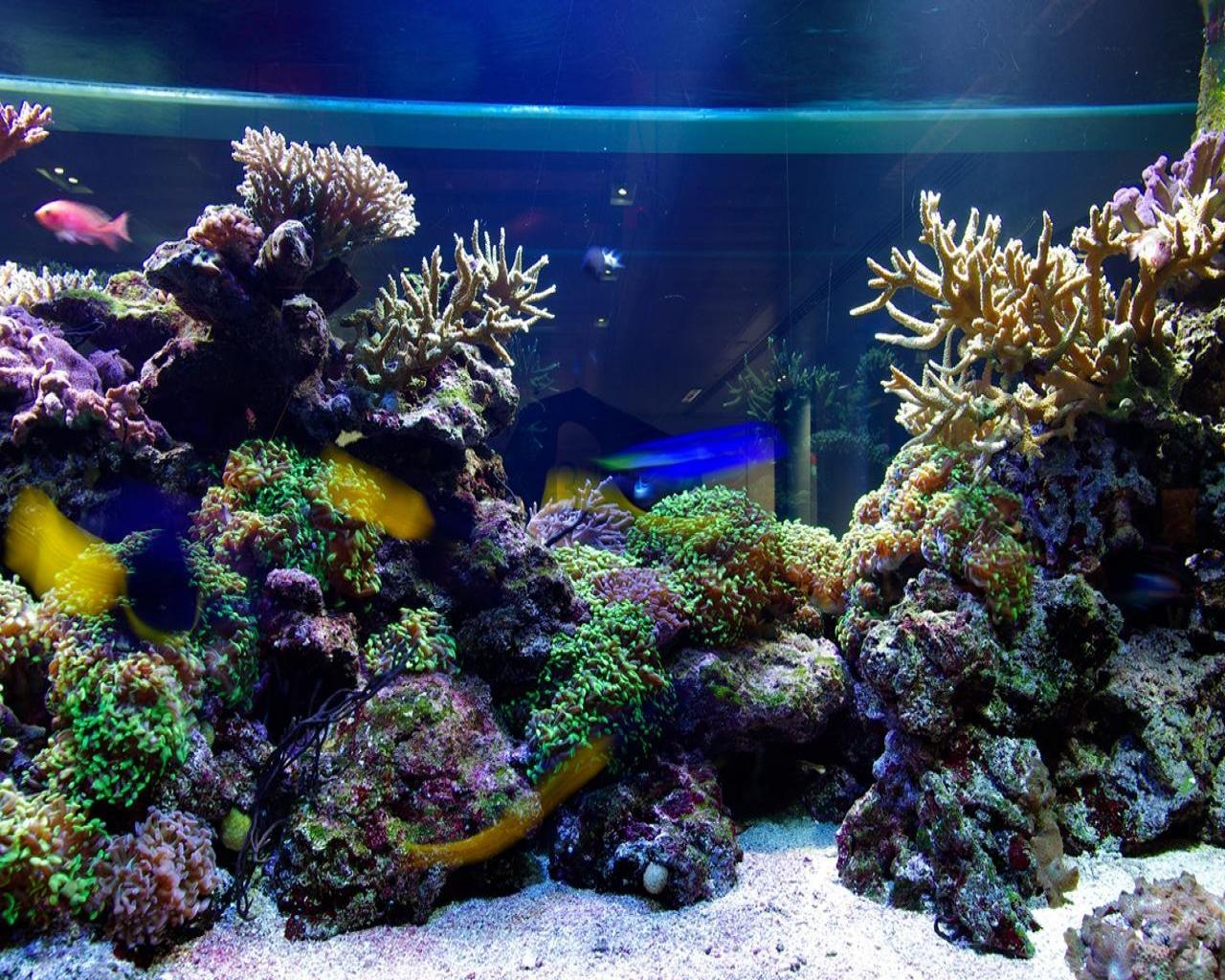 1280x1030 wi.287: Wallpaper Aquarium (1280x800), Desktop