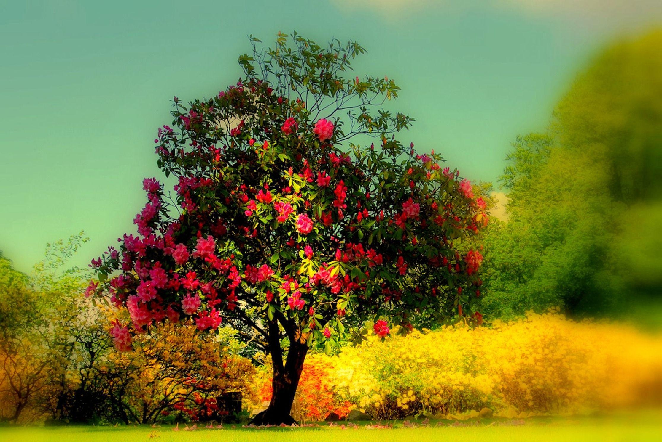 2240x1500 Beautiful Tree Wallpaper, Desktop