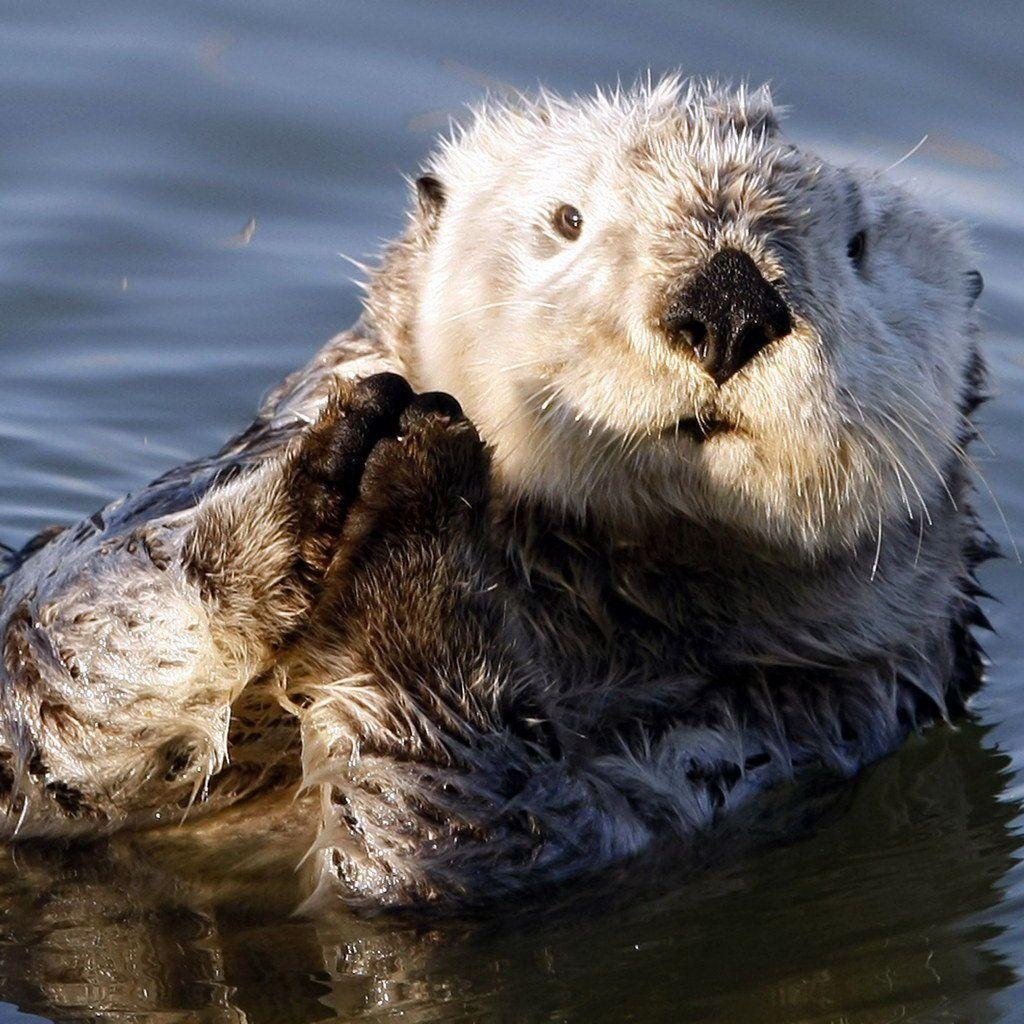 1030x1030 Pix For > Sea Otters Wallpaper, Phone