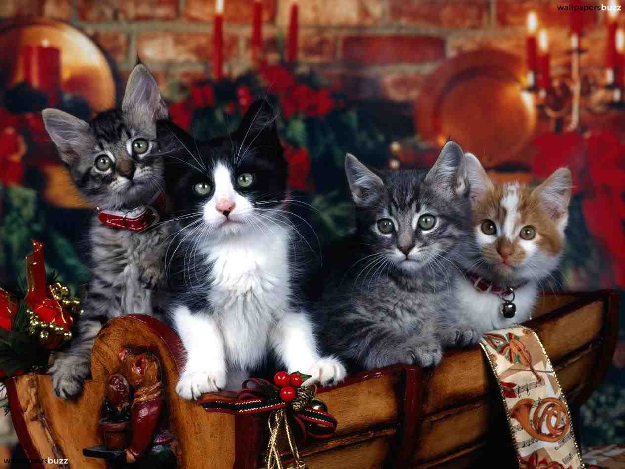 1270x950 Cute Christmas Cat Wallpaper, Desktop