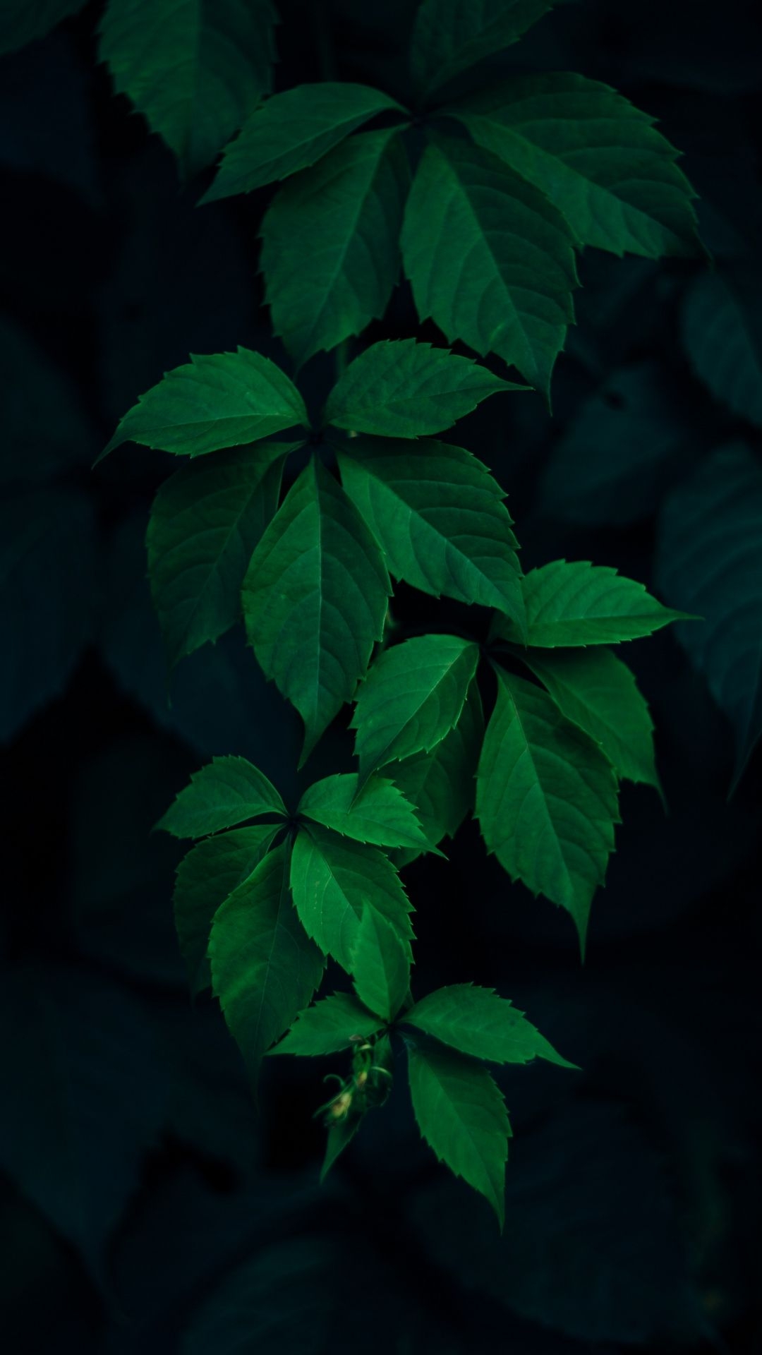 1080x1920 Leaves Green Branches Dark Wallpaper - [], Phone