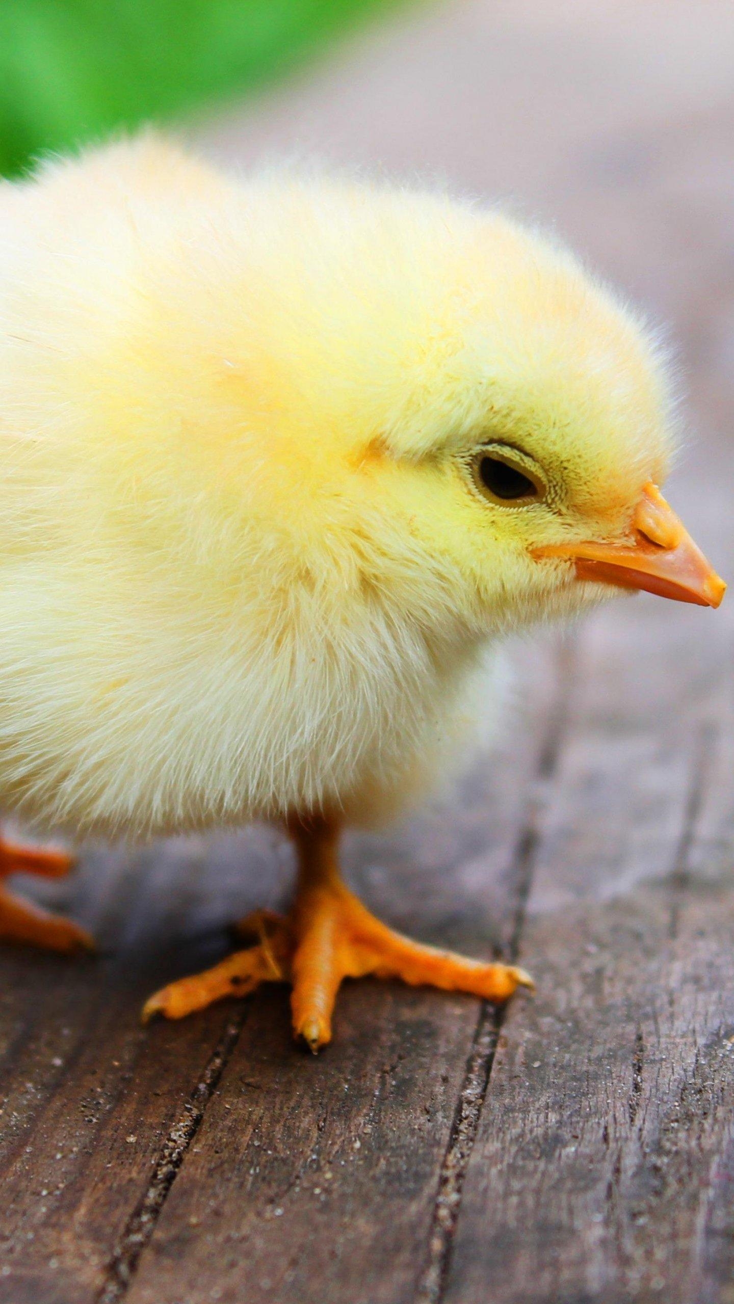 1440x2560 Easter Chick Wallpaper, Android & Desktop Background, Phone