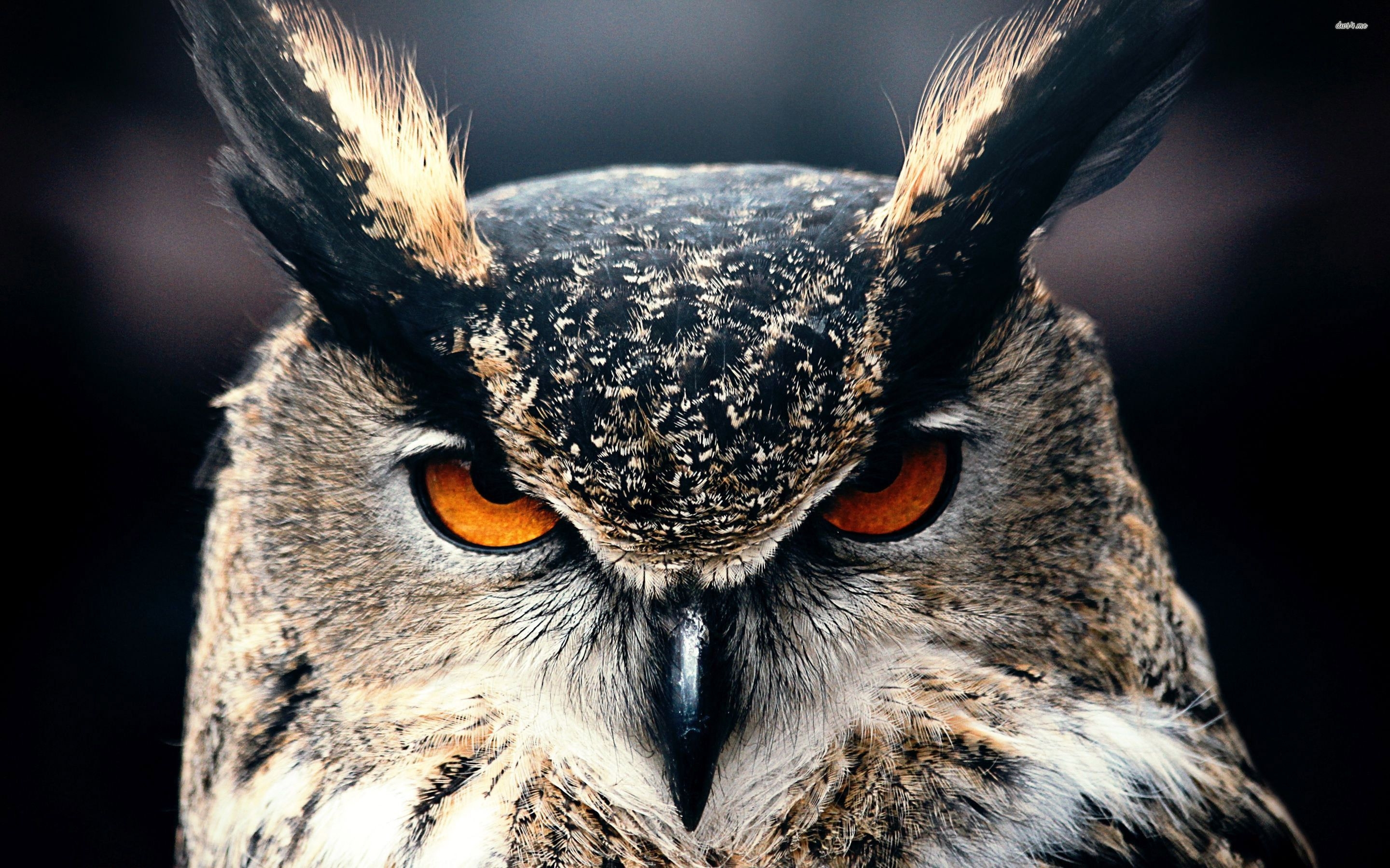 2880x1800 Owl Wallpaper Free Owl Background, Desktop