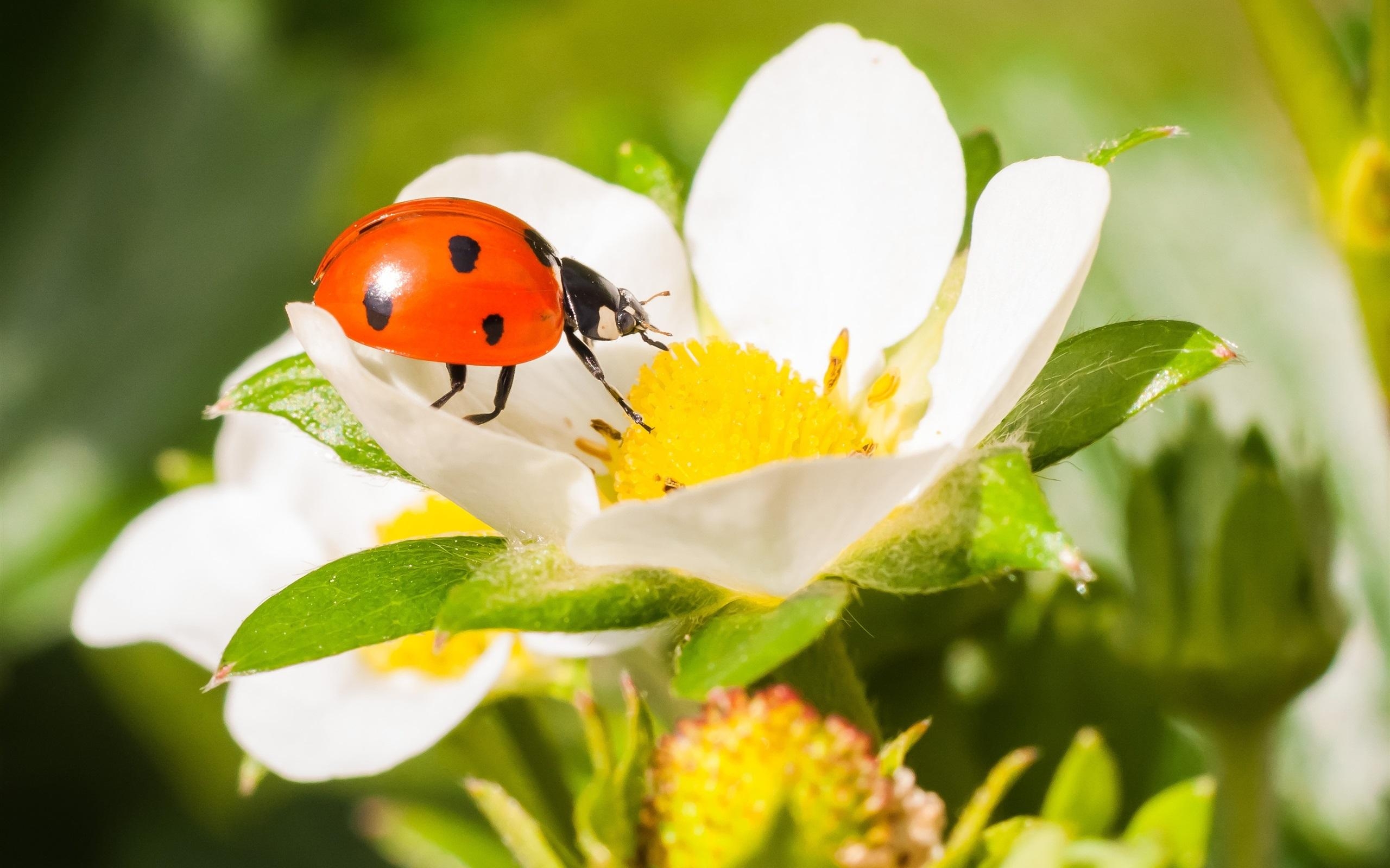 2560x1600 Insect Close Up, Ladybird, Beetle, Yellow Flower Petals Wallpaper, Desktop