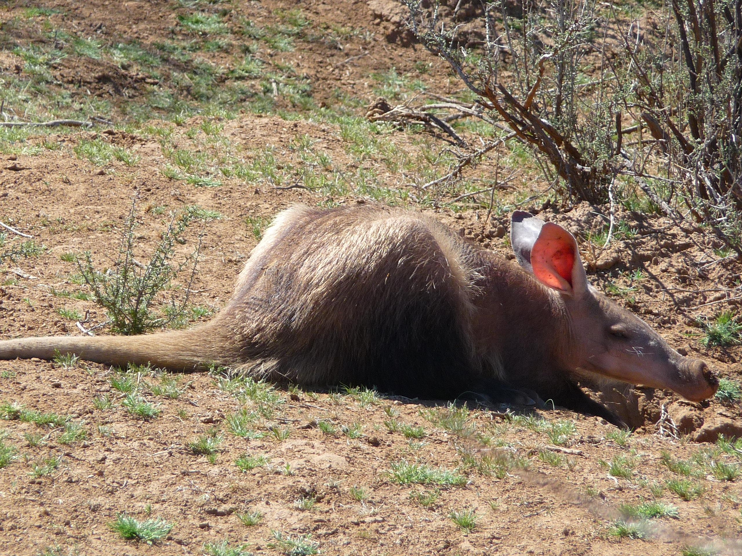 2560x1920 P1020144-aardvark wallpaper, Desktop