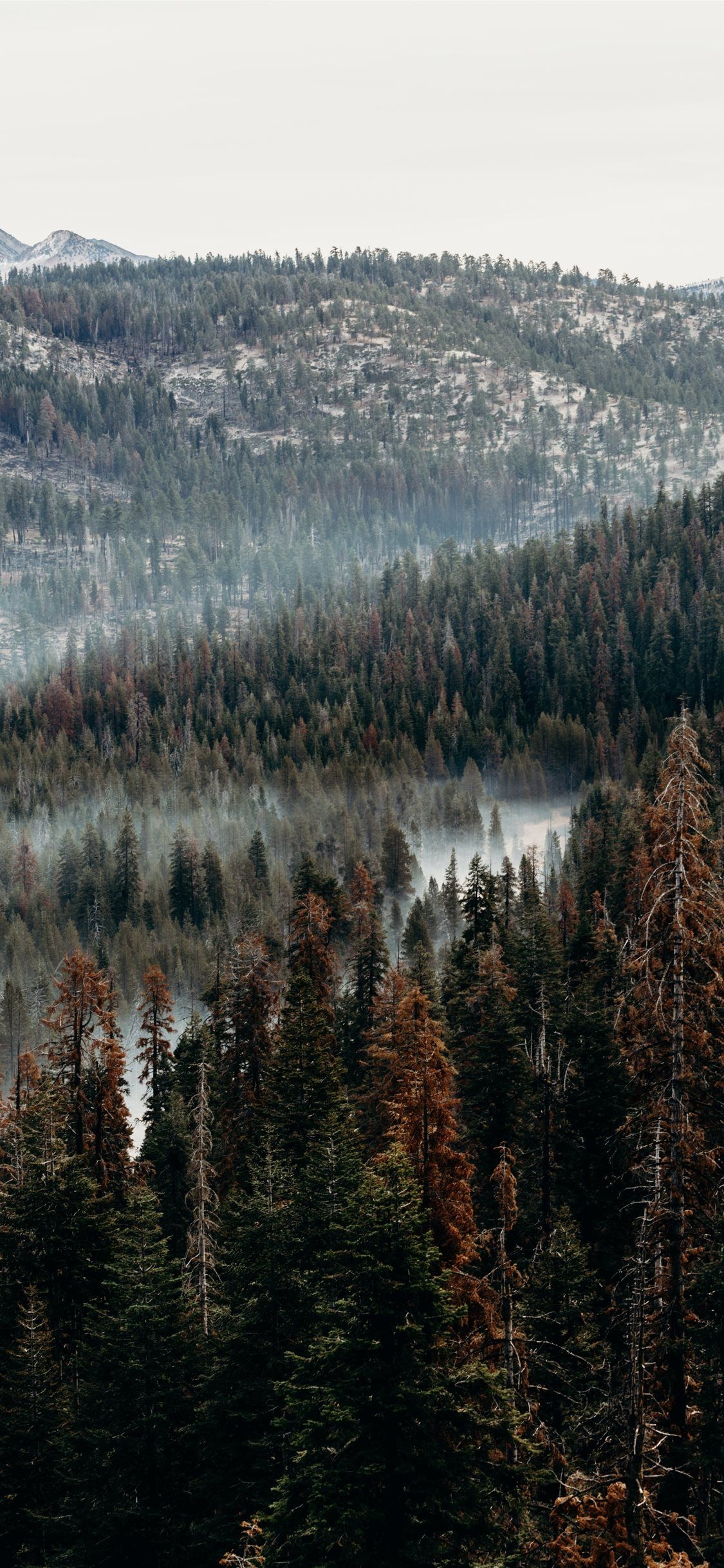 1130x2440 aerial view of pine trees iPhone X Wallpaper Free Download, Phone