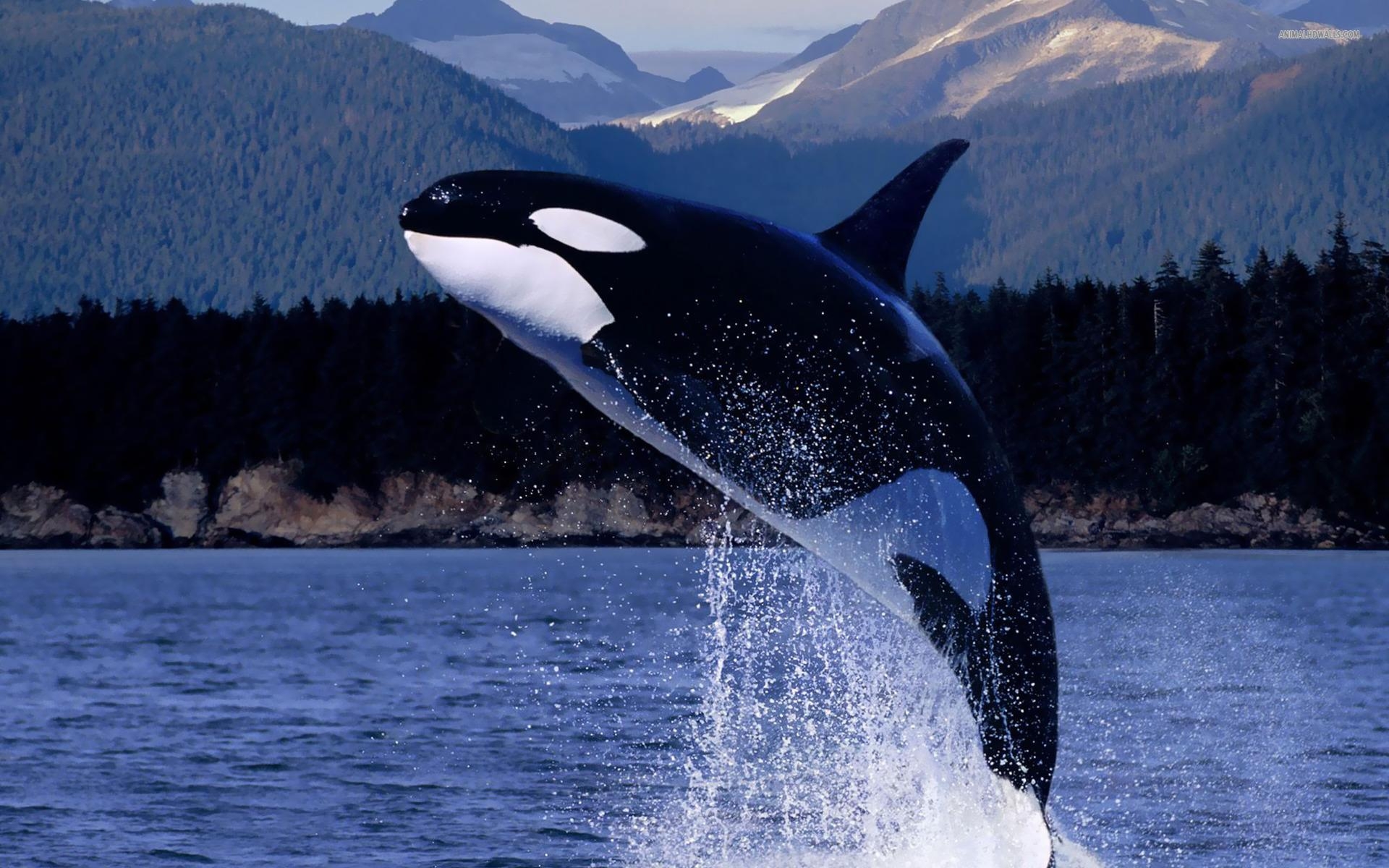 1920x1200 HD Killer Whale (orca) Wallpaper, Desktop