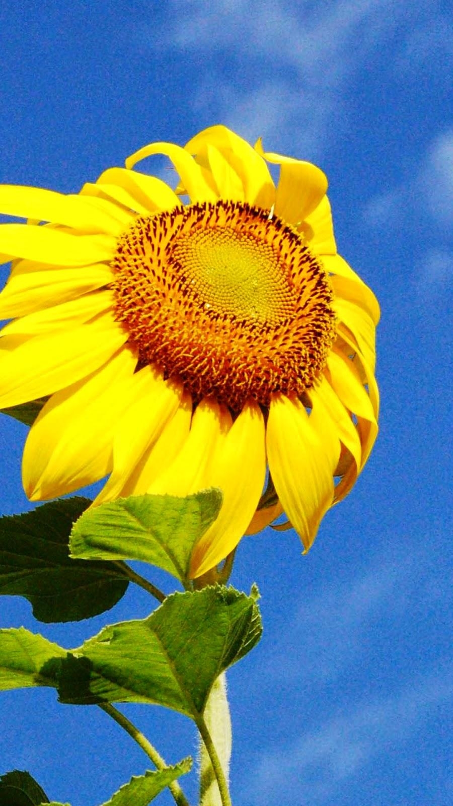 900x1600 Yellow Sunflower iPhone 6 Wallpaper 6 Wallpaper HD, Phone