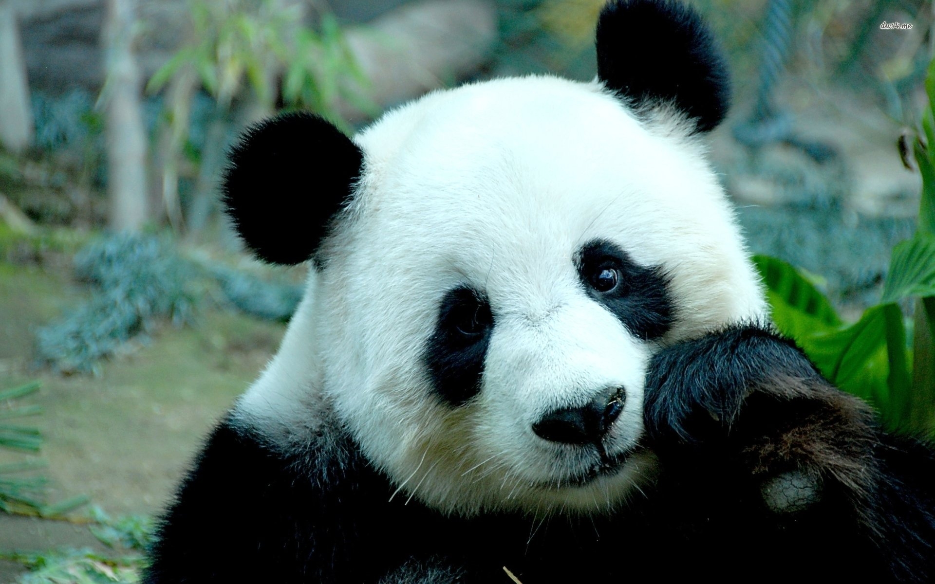 1920x1200 Giant panda wallpaper wallpaper, Desktop