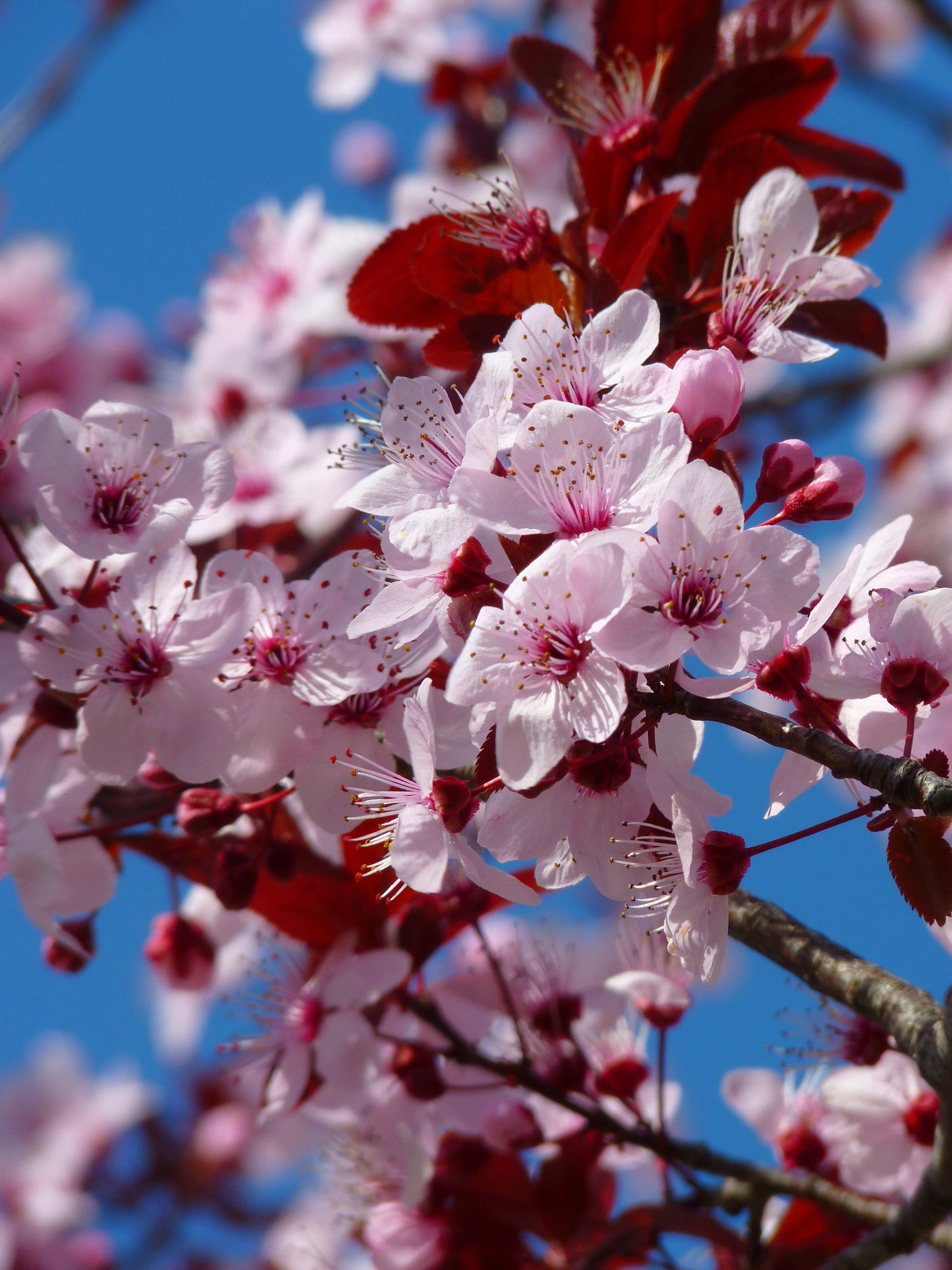 3000x4000 Cherry Blossom Photo, Download Free Cherry Blossom & HD Image, Phone