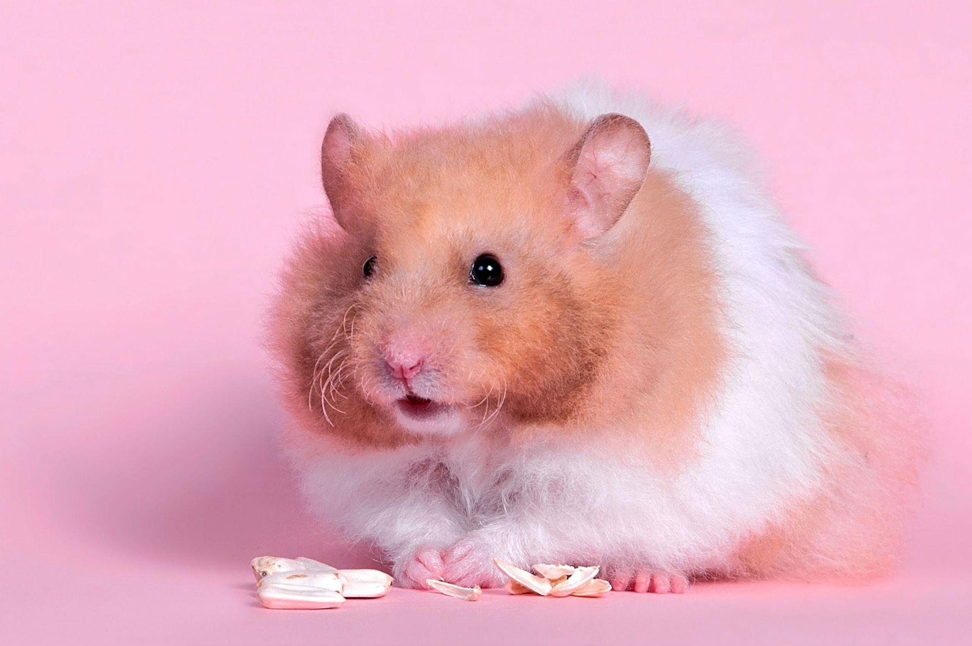 1920x1280 Hamster Full HD Wallpaper and Background Imagex1275, Desktop