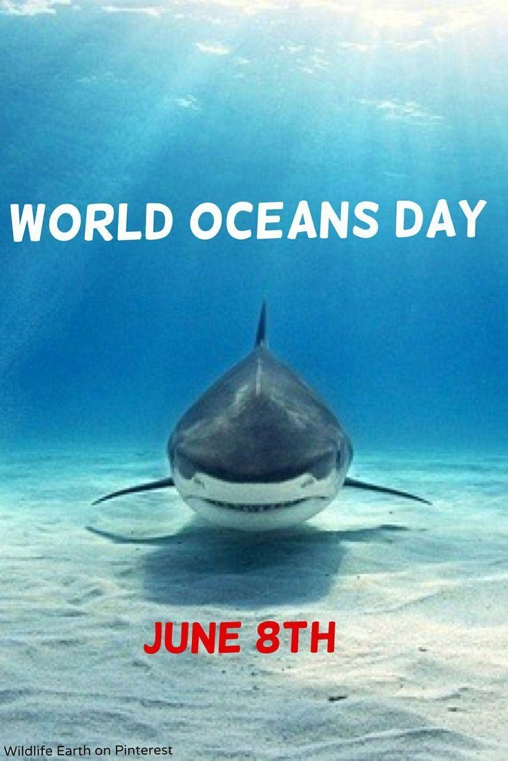 740x1110 best World Oceans Day image. World oceans, Ocean, Phone