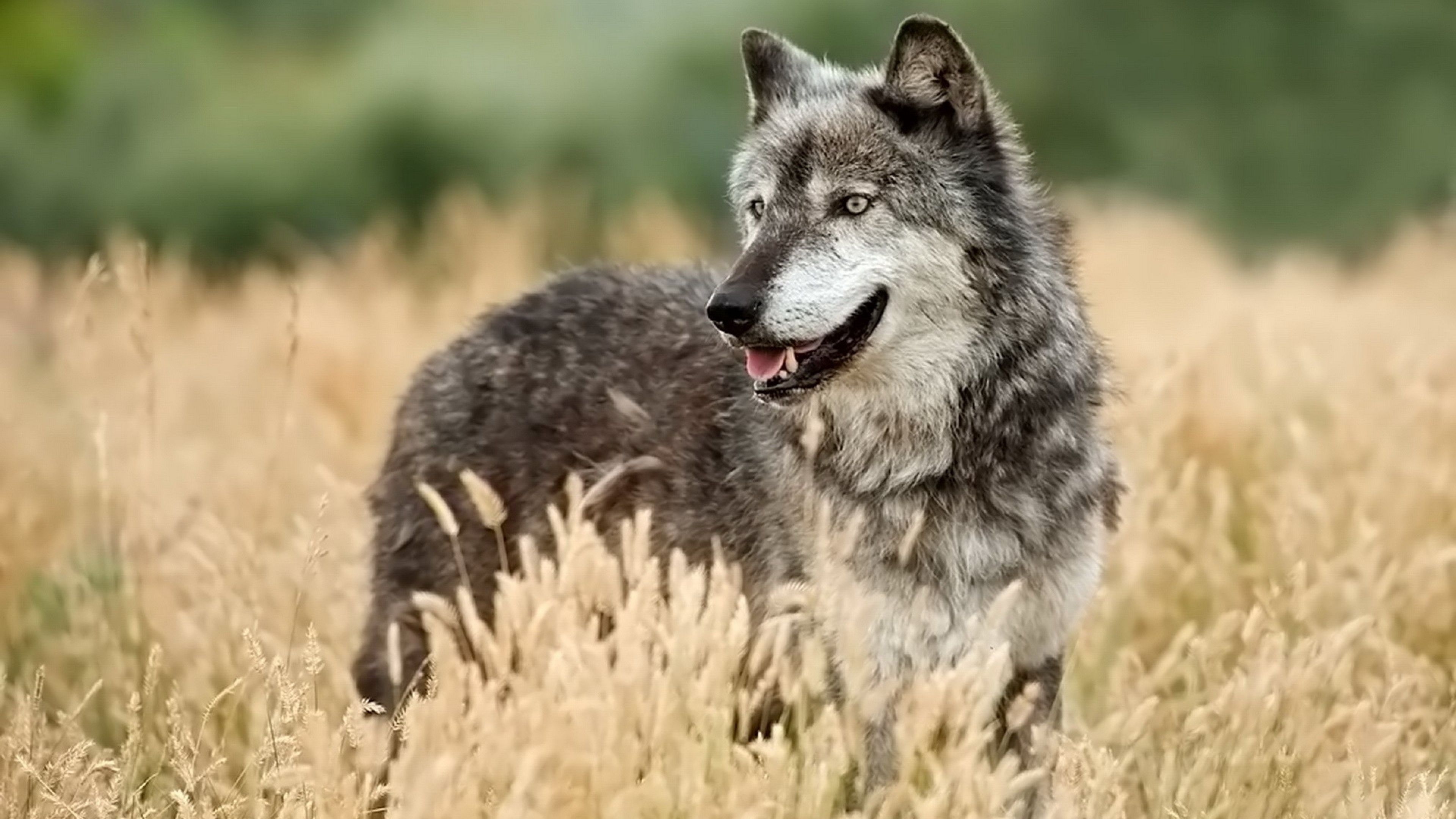 3840x2160 4K Ultra HD Wolf Wallpaper HD, Desktop Background, Desktop