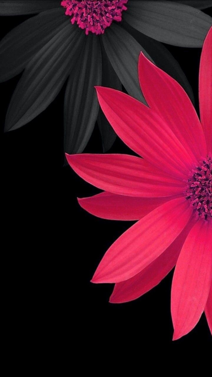 720x1280 IPhone Wallpaper. Petal, Pink, Red, Flower, Plant, Black And White, Phone