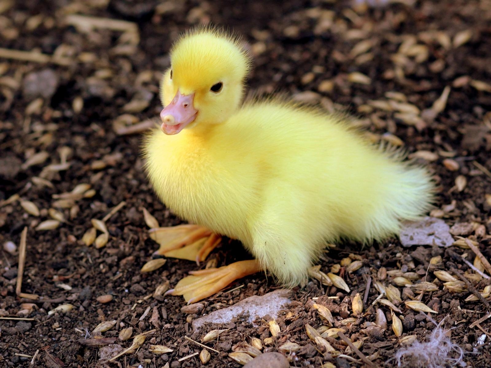 1600x1200 Download wallpaper  duckling, chick, baby standard, Desktop