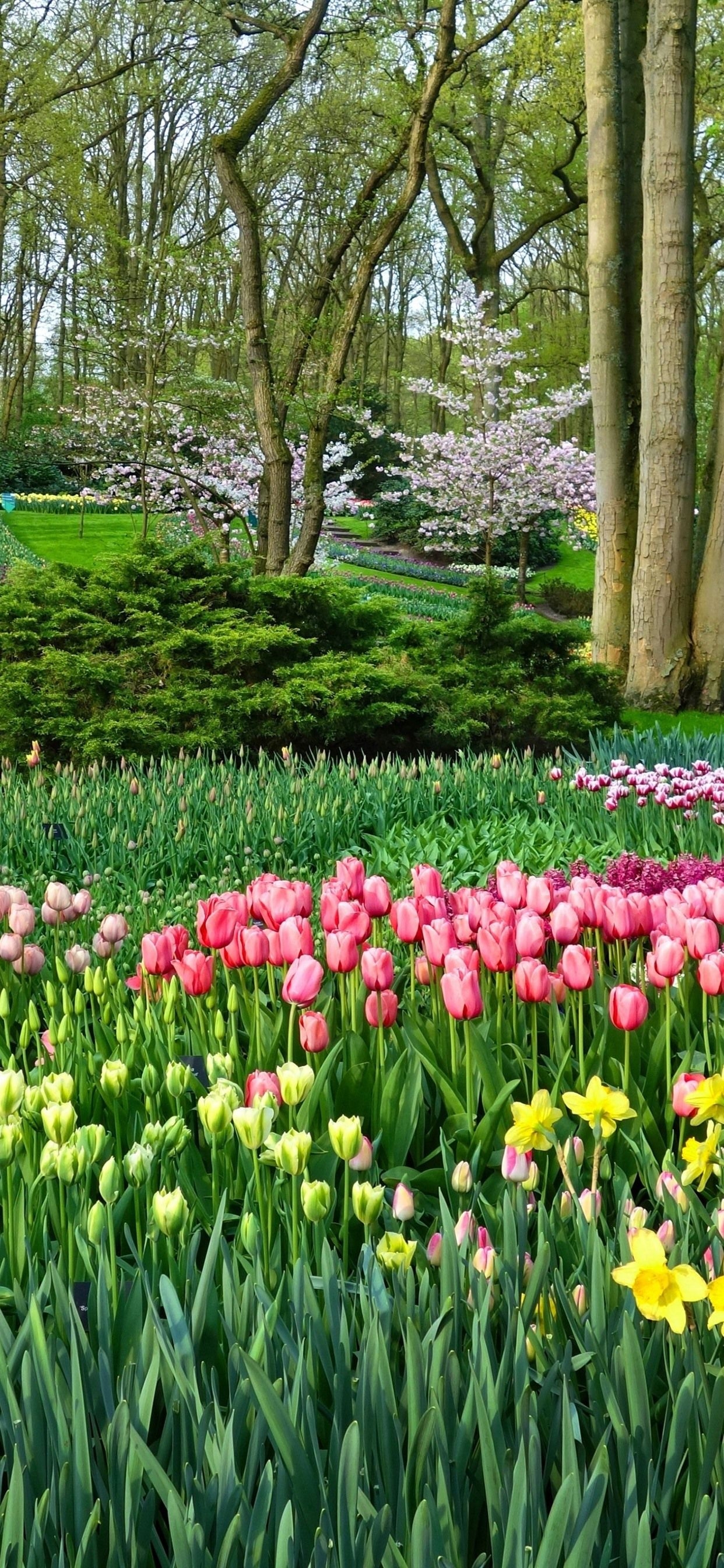 1250x2690 Park, Many Tulips, Trees, Spring  IPhone 11 Pro XS Max Wallpaper, Background, Picture, Image, Phone