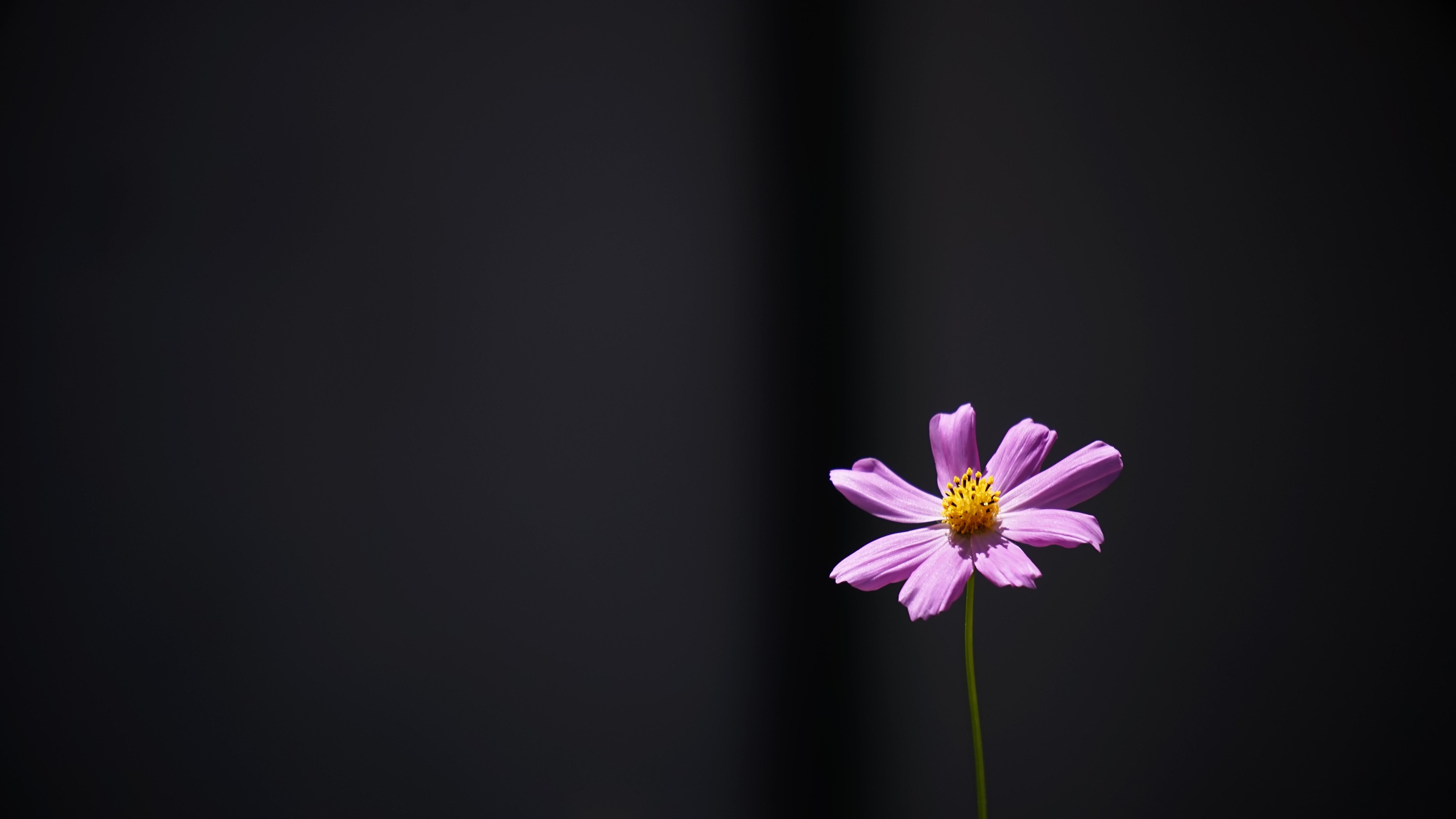 6000x3380 wallpaper cosmos, flower, minimalism HD, Widescreen, High, Desktop