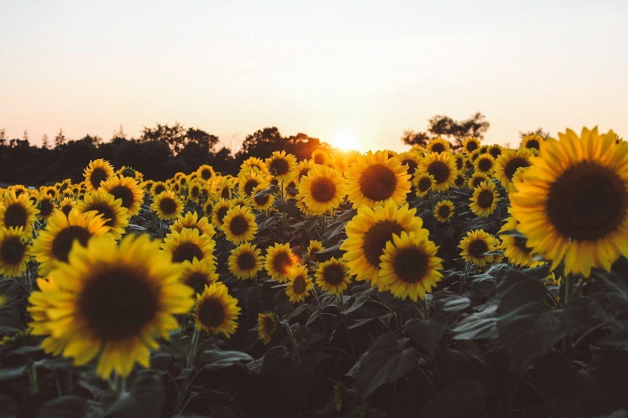 1280x860 Sunflower Background Aesthetic Laptop Background, Desktop