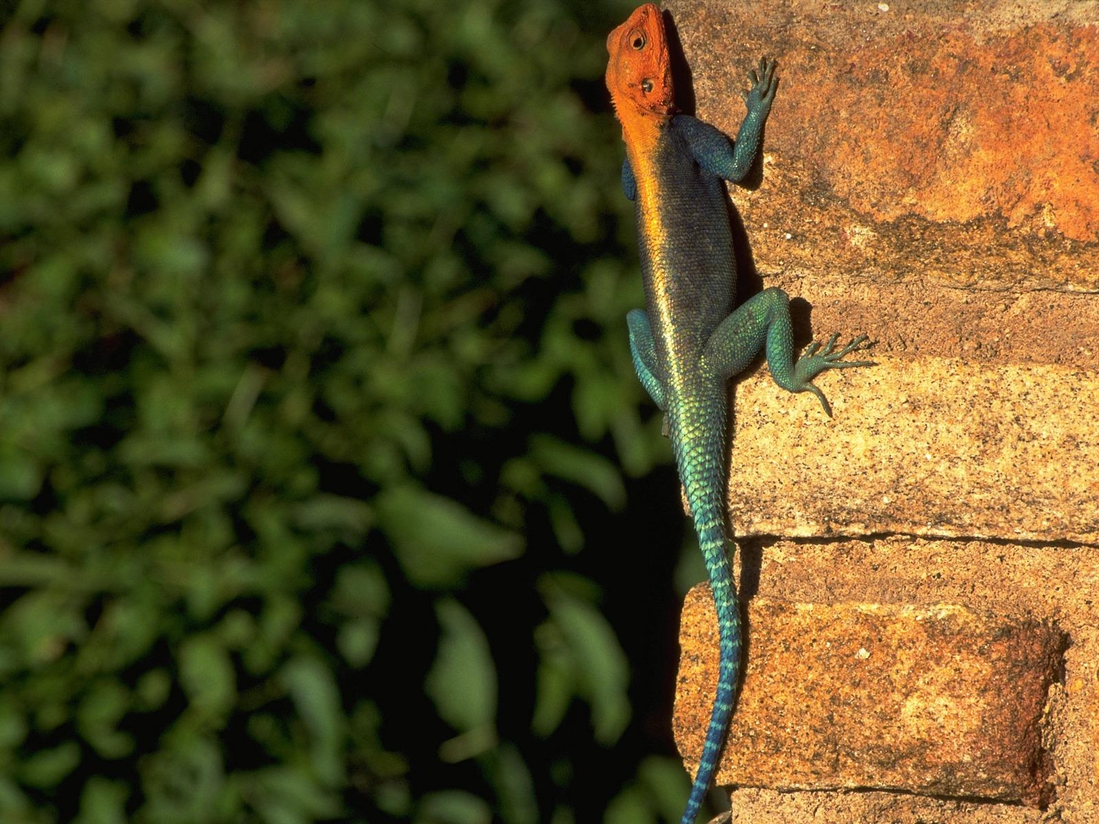 1600x1200 Red headed Rock Agama Wallpaper Other Animals Wallpaper, Desktop