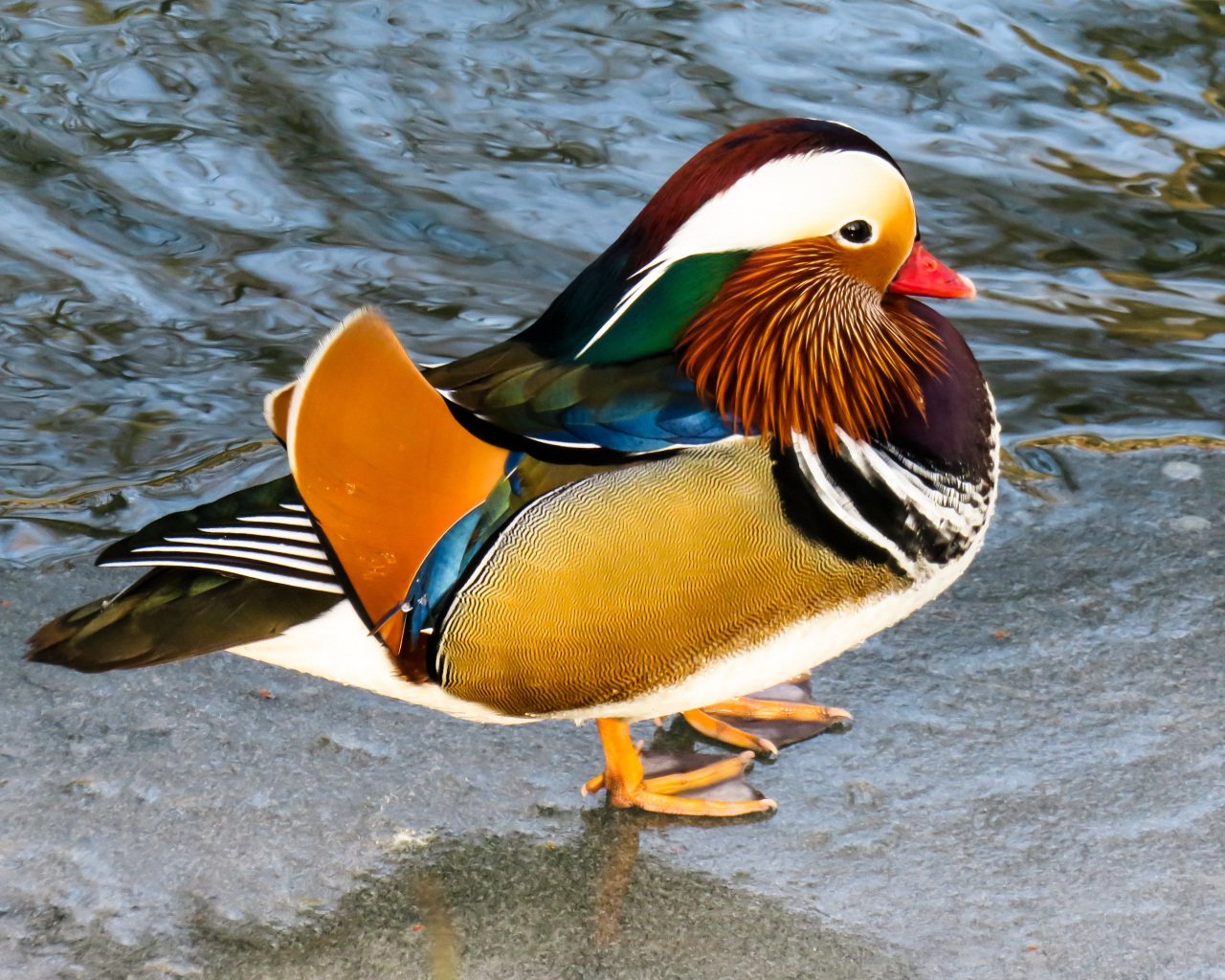 1280x1030 Desktop Wallpaper Animal, Duck, Mandarin Duck, Colorful, HD Image, Picture, Background, Qfakxa, Desktop