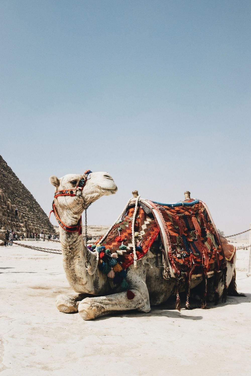 1000x1500 Camel Picture [HD]. Download Free Image, Phone