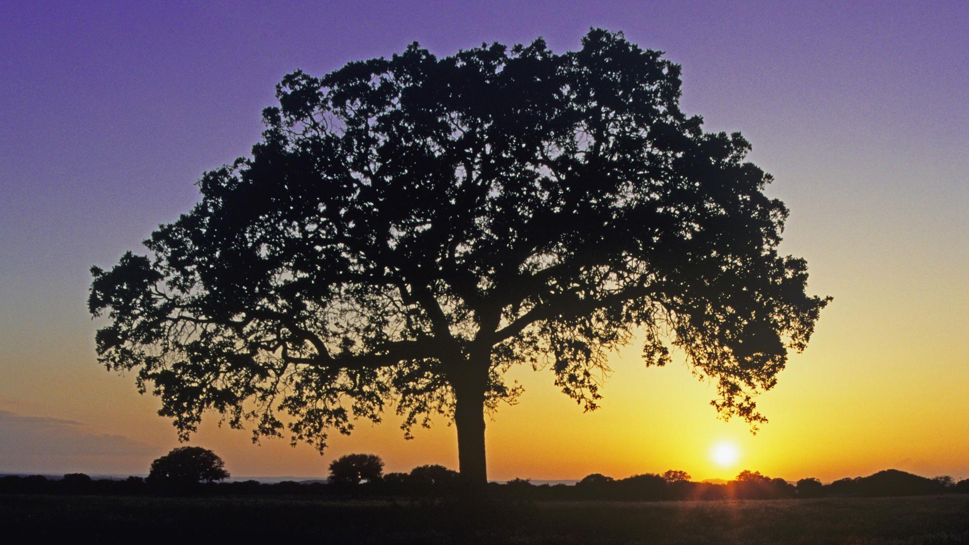 1920x1080 Oak Tree Photography Oak tree at sunset burnet, Desktop