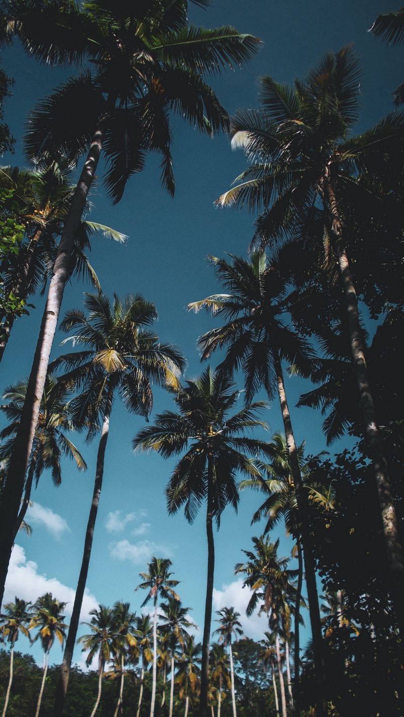 800x1420 Download Wallpaper  Palm Trees, Leaves, Tropical Iphone Se 5s 5c 5 For Parallax HD Background, Phone