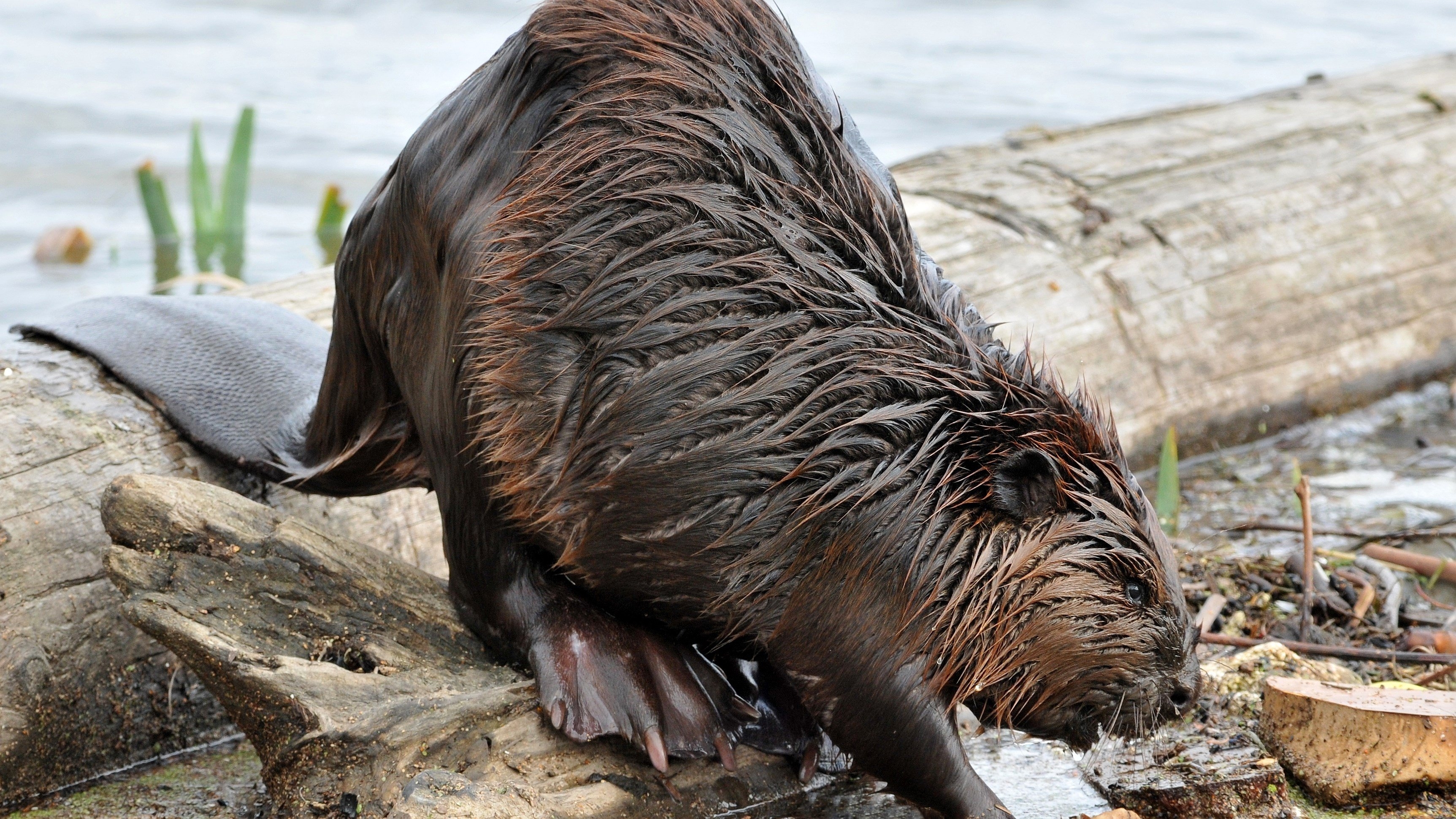 3450x1940 wallpaper image beaver. Animal. Tokkoro.com, Desktop