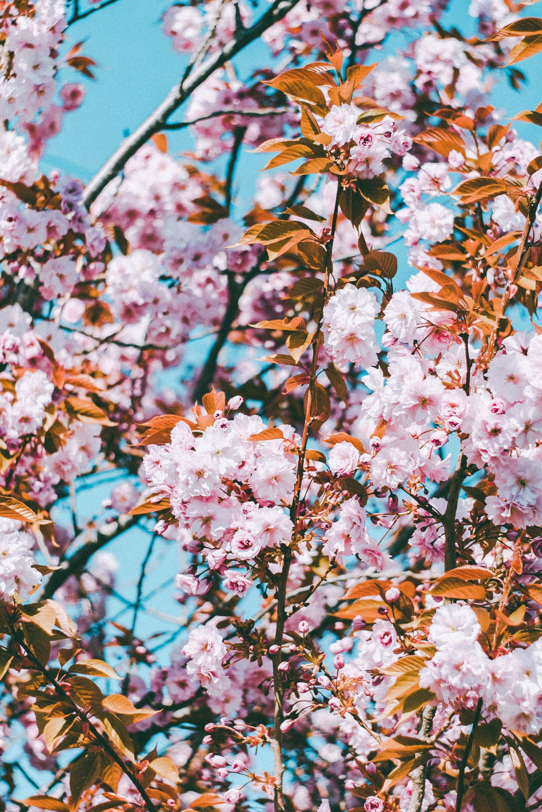 2050x3070 Cherry Blossom iPhone Wallpaper. The Best iOS 14 Wallpaper Ideas That'll Make Your Phone Look Aesthetically Pleasing AF, Phone