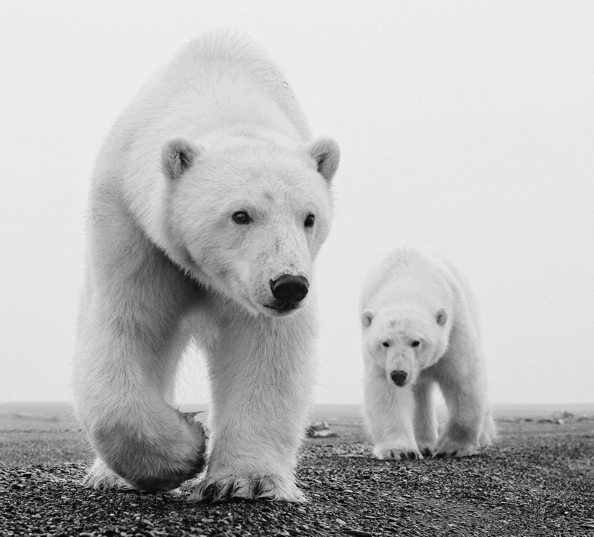 2050x1850 uhd polar bears wallpaper. HD Wallpaper, HD Background, Tumblr Background, Image, Picture, Desktop