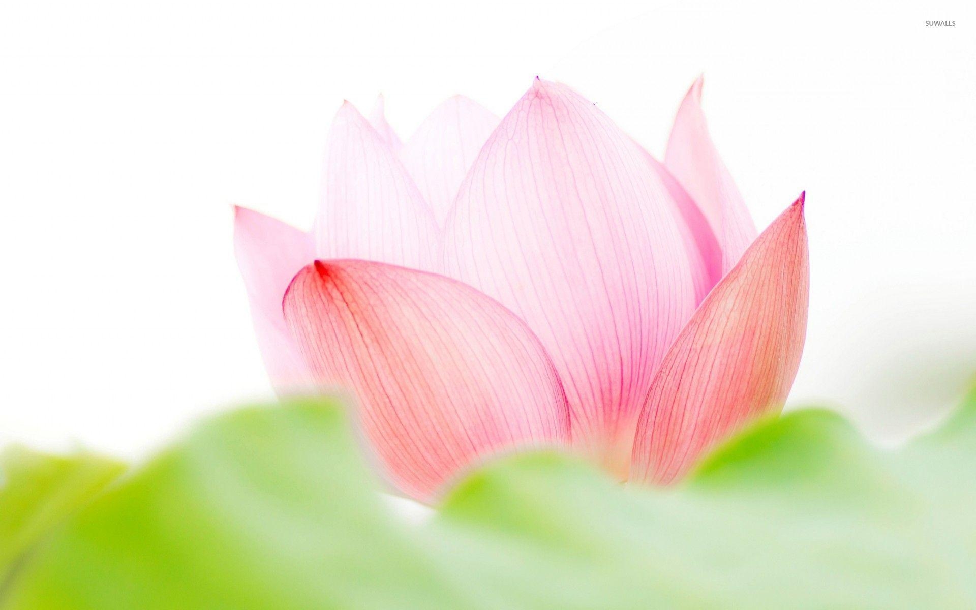 1920x1200 Pink lotus flower wallpaper wallpaper, Desktop