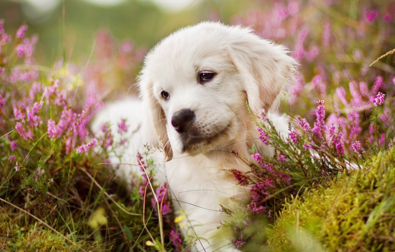 1340x850 Wallpaper white, flowers, portrait, dog, meadow, puppy, lies, Desktop