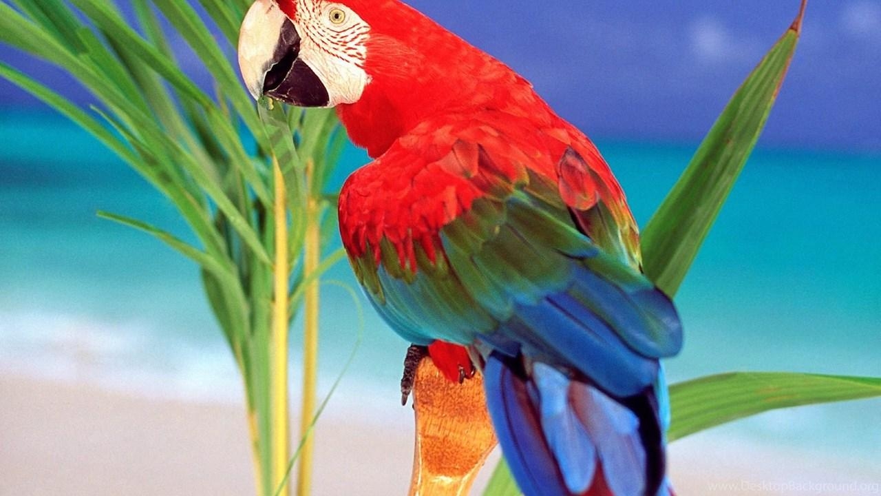 1280x720 Parrot HD Wallpaper Desktop Background, Desktop