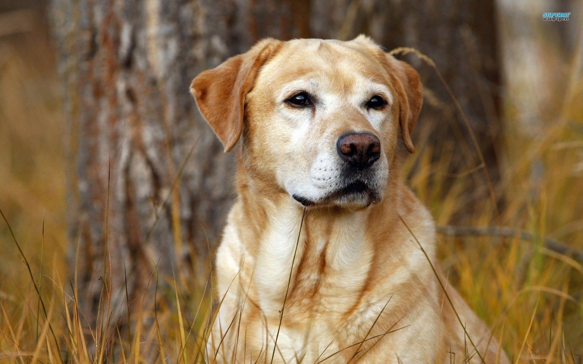 1920x1200 Labrador wallpaper, Desktop