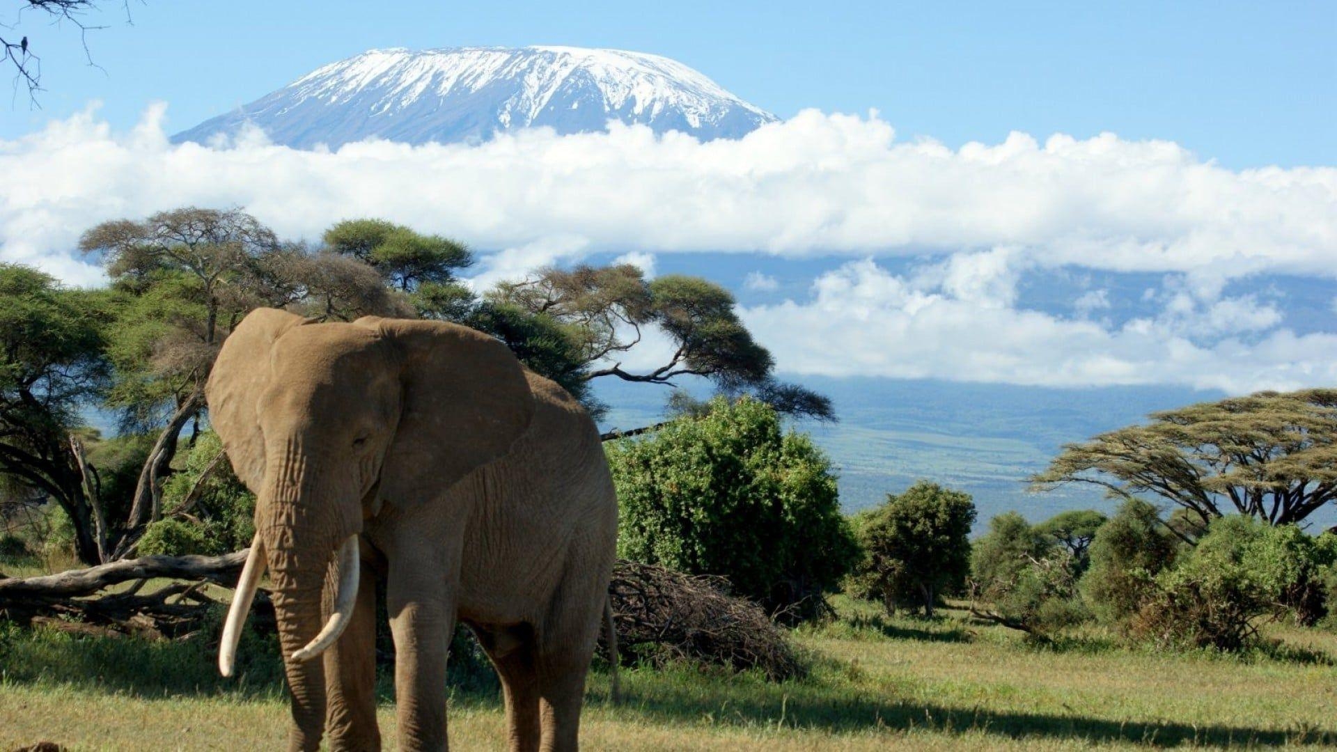 1920x1080 Mount Kilimanjaro HD wallpaper. kilimanjaro. Mount, Desktop