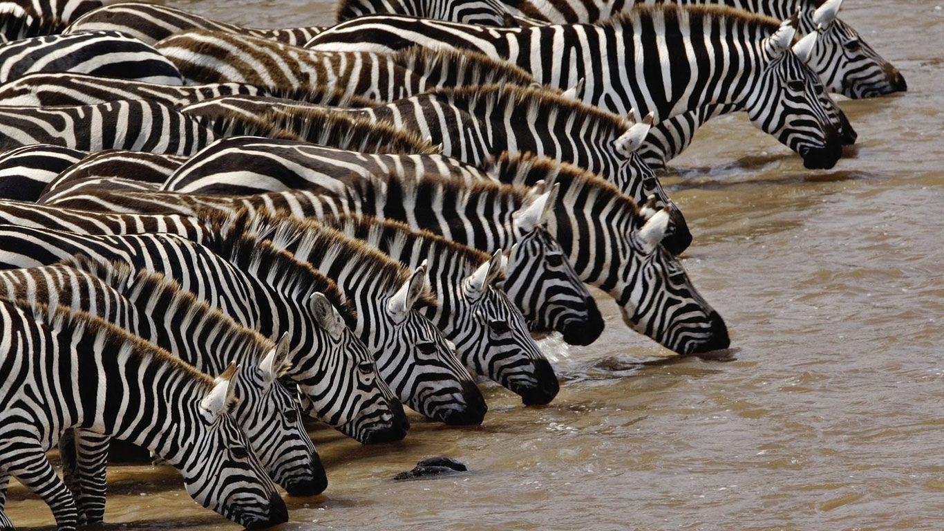 1370x770 Beautiful Zebra Wallpaper, Desktop