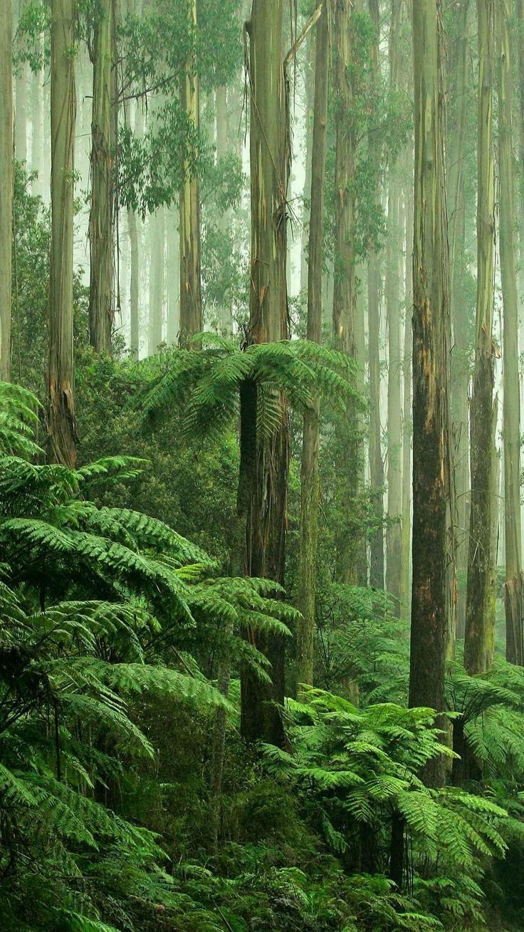 740x1310 beautiful rain forest photo. Forest photo, Forest wallpaper, Forest wallpaper iphone, Phone