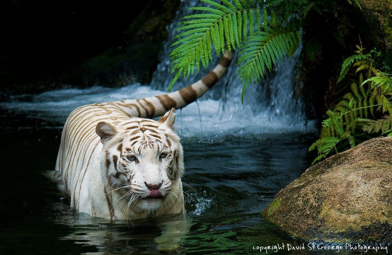 1280x840 White Bengal Tiger Cubs Wallpaper HD Wallpaper White Tiger, Desktop