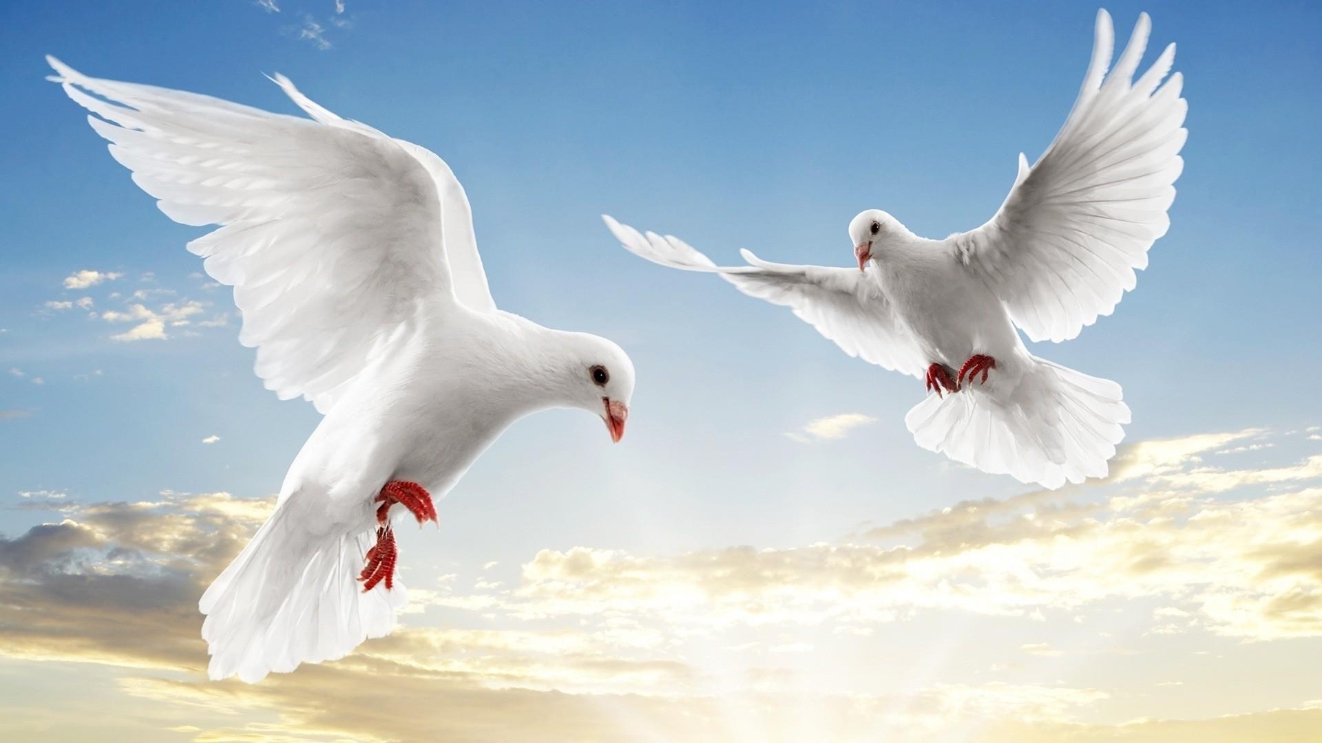 1920x1080 White Pigeon #Wallpaper, Desktop