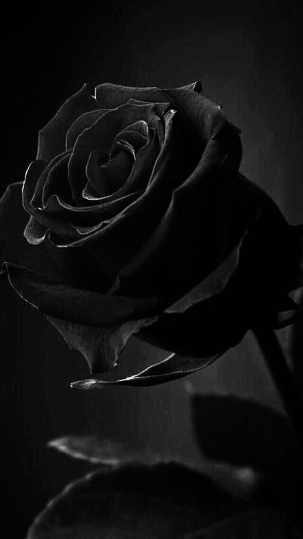 1250x2210 Roses. Aesthetic roses, Black roses wallpaper, Black rose, Phone