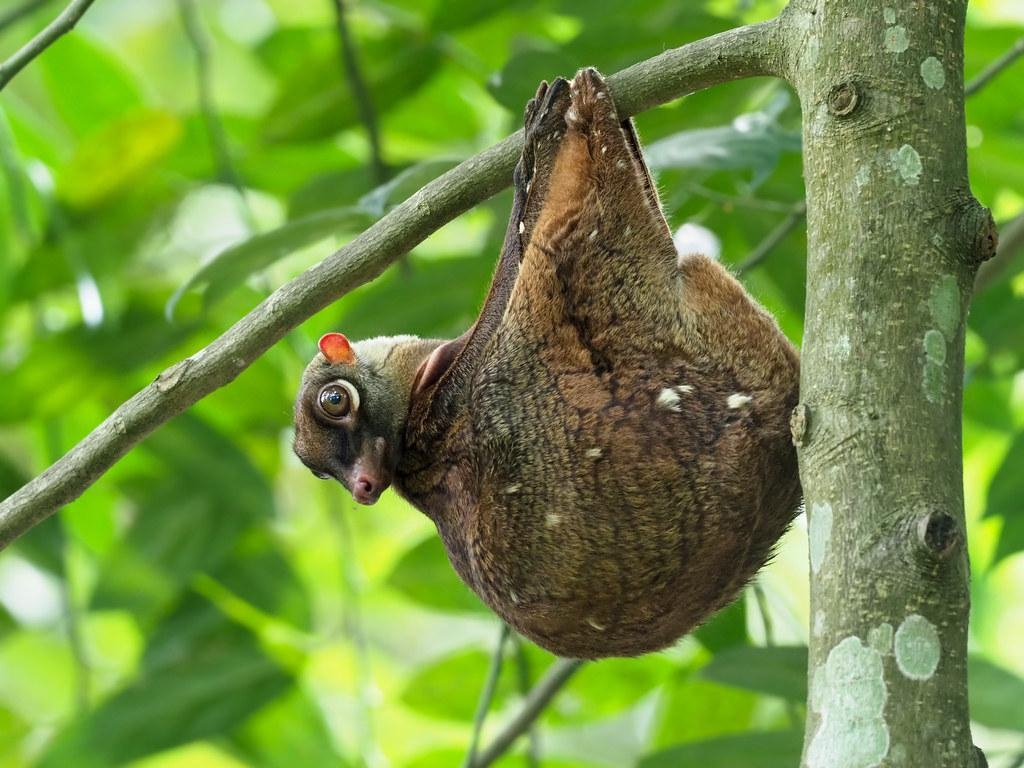 1030x770 Sunda Flying Lemur or Colugo. BTNR, Singapore. KT, Desktop