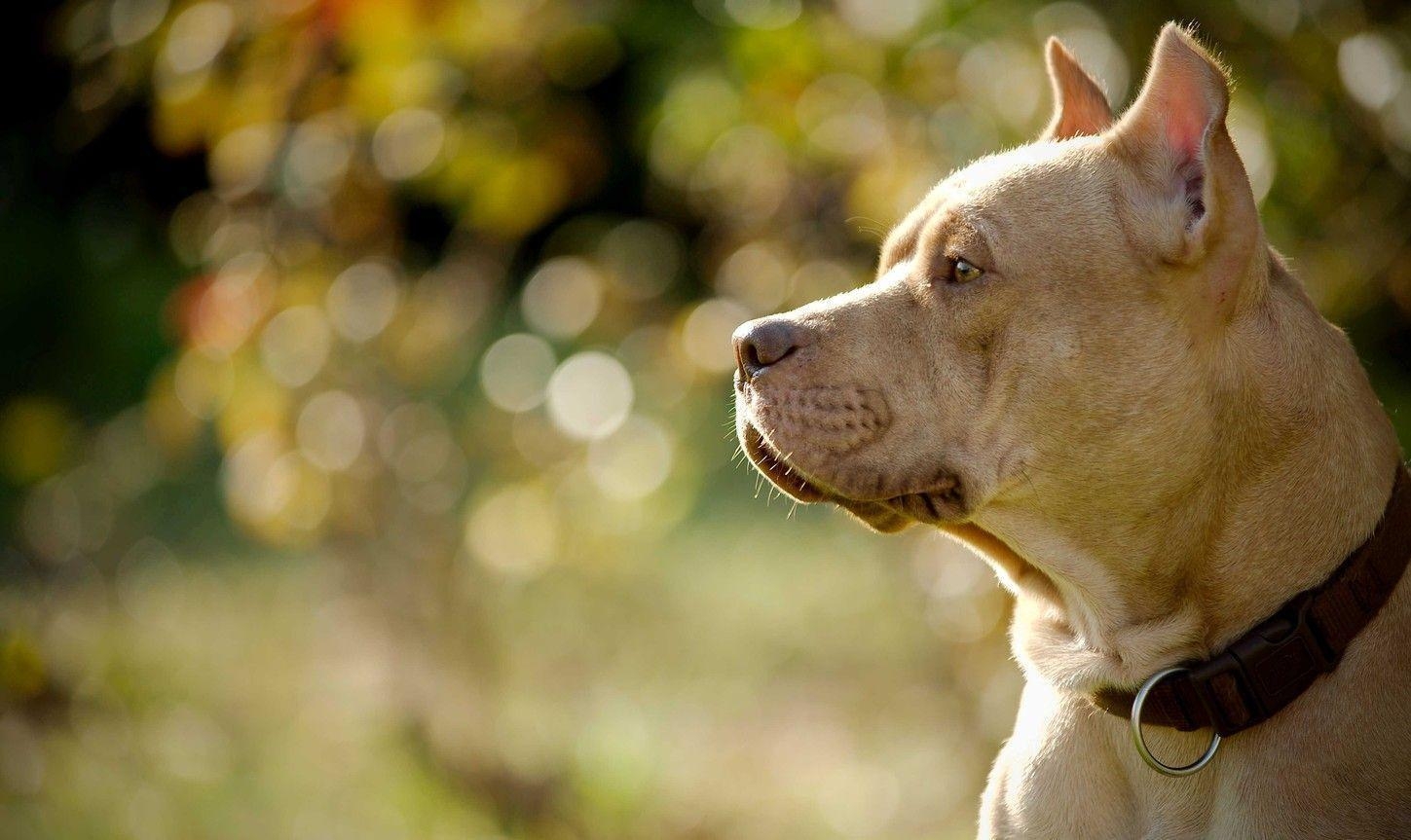 1450x870 Cute Pitbull Dog Wallpaper, Desktop